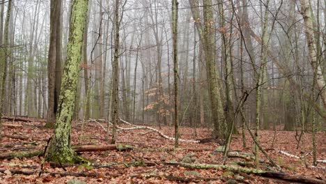 mysterious, foggy, magical moss covered woodland on a beautiful, atmospheric rainy day