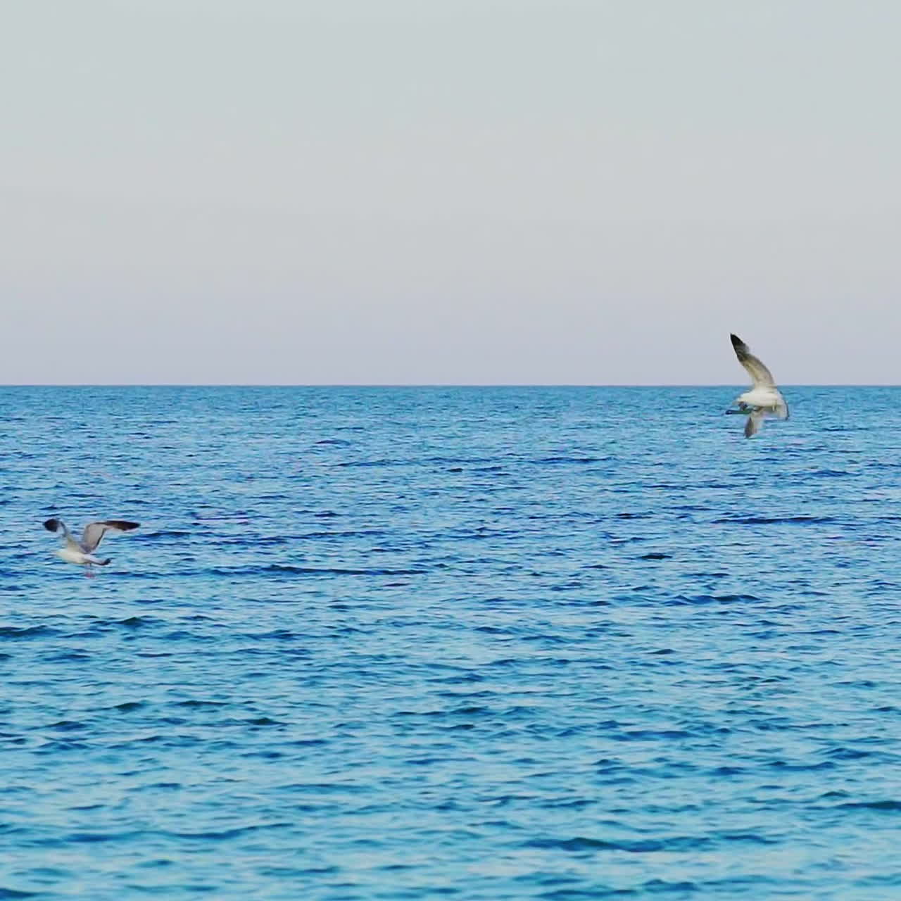 seagulls fly over the surface of the water. Gull in the sky. Slow motion