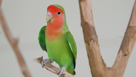 pájaro de rostro rosado verde posado en una ramita sobre un fondo gris - primer plano