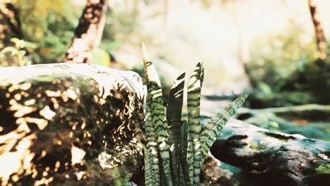 Selva-Tropical-Nublada-Y-Rayos-De-Sol-Brillantes-A-Través-De-Las-Ramas-De-Los-árboles