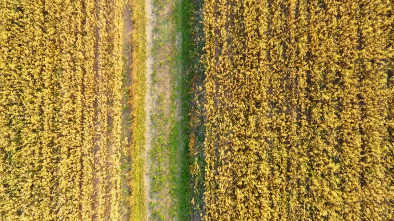 foto aérea de un dron volador de un hermoso paisaje natural con un crecimiento saludable