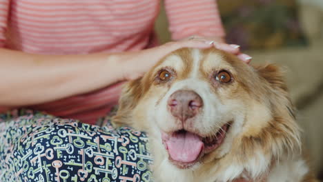 El-Dueño-Acaricia-La-Cabeza-De-Su-Perro-De-Raza-Pastor-Australiano