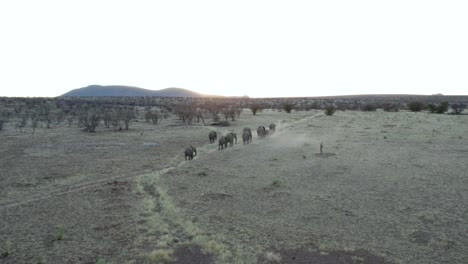 Breite-Luftaufnahme-Der-Herdenwanderung-Afrikanischer-Elefanten-In-Der-Trockensavanne-Bei-Sonnenaufgang