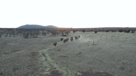 wide aerial view of african elephants herd migration in dry savannah at sunrise