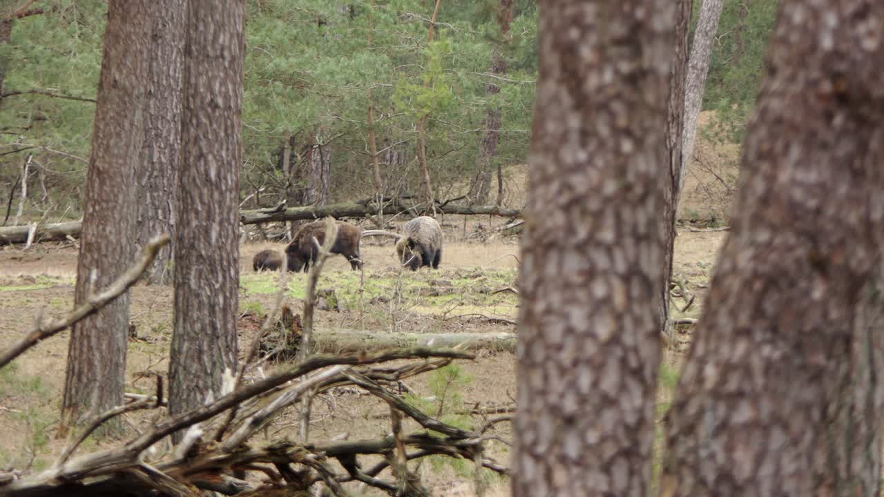 Una famiglia di cinghiali in cerca di cibo nel bosco, vista da dietro gli alberi.