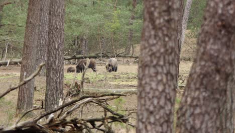 Hinter-Bäumen-Auf-Eine-Wildschweinfamilie-Blicken,-Die-Im-Wald-Nach-Nahrung-Sucht