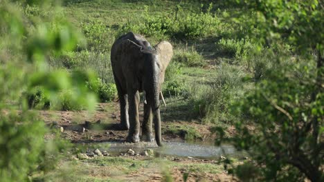 elefante rociándose con agua en el lecho del río, parque nacional kruger