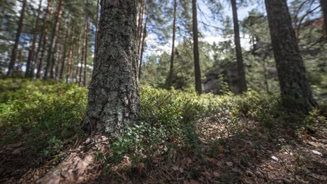 Thick-trunks-of-pine-trees-in-the-sunlit-summer-forest