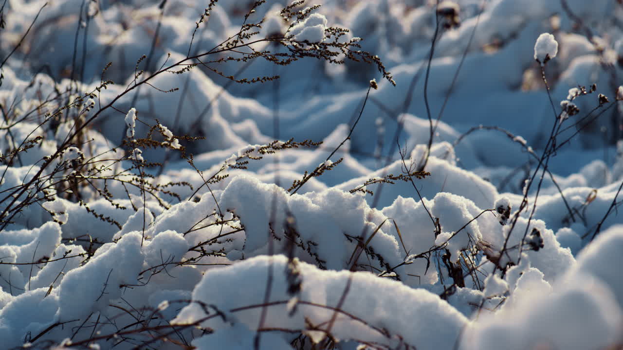 gefrorene landschaft, schneebedecktes gras im wintersonnenlicht, nahaufnahme. trockene vegetation unter schnee