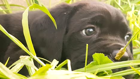 baby cane corso italian breed portrait at a park.