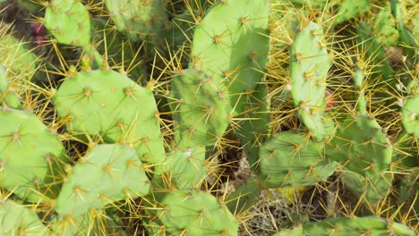 Prickly-pear-cacti-with-purple-ripe-fruits-in-desert