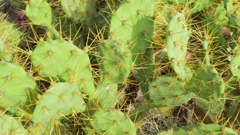 cactus de pera espinosa con frutos maduros púrpuras en el desierto