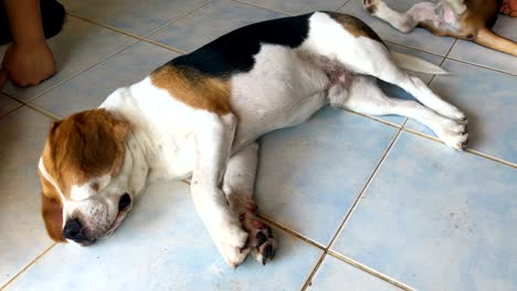 beagle lying on floor with owner