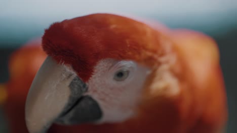 Macro-Shot-Of-Red-Amazon-Scarlet-Macaw-Parrot-At-The-Wilds