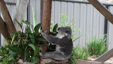 koala hanging lazy on his tree and moving his head