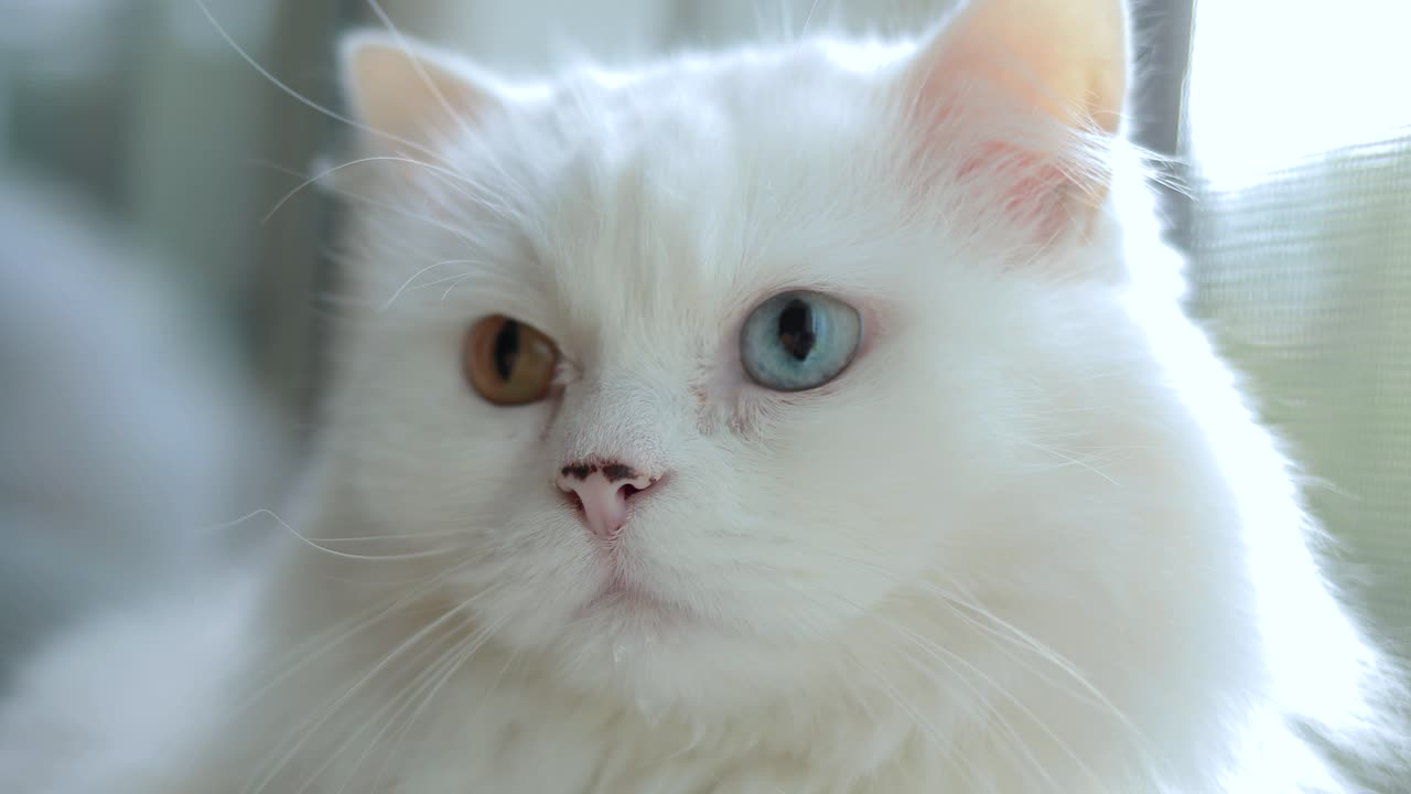 домашний кот с полной гетерохромией. белая кошка с разными глазами сидит у окна.