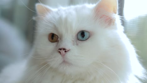 domestic cat with complete heterochromia. white cat with different colored eyes is sitting by the window.