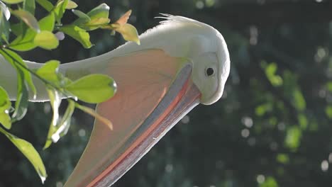 close-up of a pelican's head