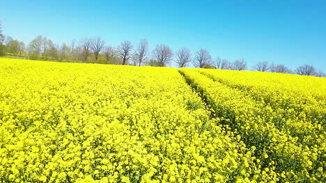 Un-Vuelo-Bajo-Y-Lento-Sobre-La-Colza-Amarilla-En-Flor