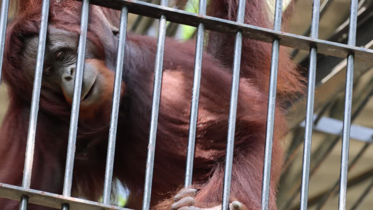el orangután se mueve y observa detrás de barras de metal