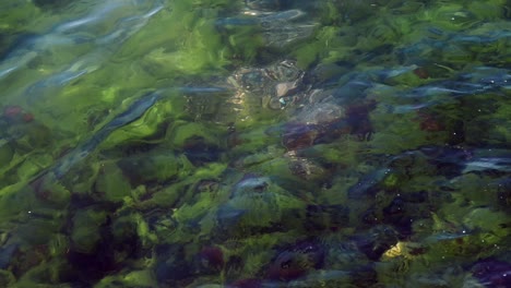 clear underwater seabed with algae and rocks