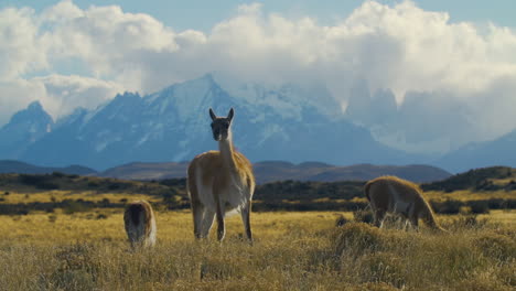 a grazing llama lifts his head chewing with mountains behind