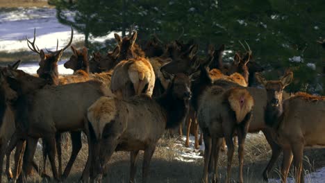 Colorado-Elche-Hörten-Große-Gruppe-Von-Hirschen,-Natur,-Tiere-Versammelten-Sich,-Nachmittagssonne-Am-Berghang,-Winterschnee,-Rocky-Mountains-Nationalpark,-Immergrüner-Telezoom,-Filmische-Zeitlupe,-Folgeschwenk-4k