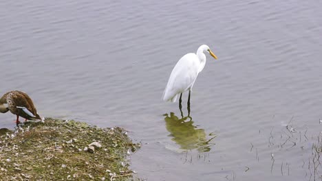 garceta bueyera o garza blanca buscando cazar cerca de un pájaro del lago archivo de video