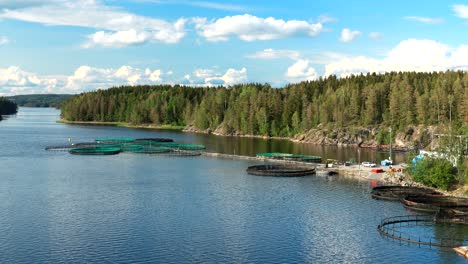 fisheries, fish farm in summer lake or river in beautiful summer sunny day. fish farm salmon