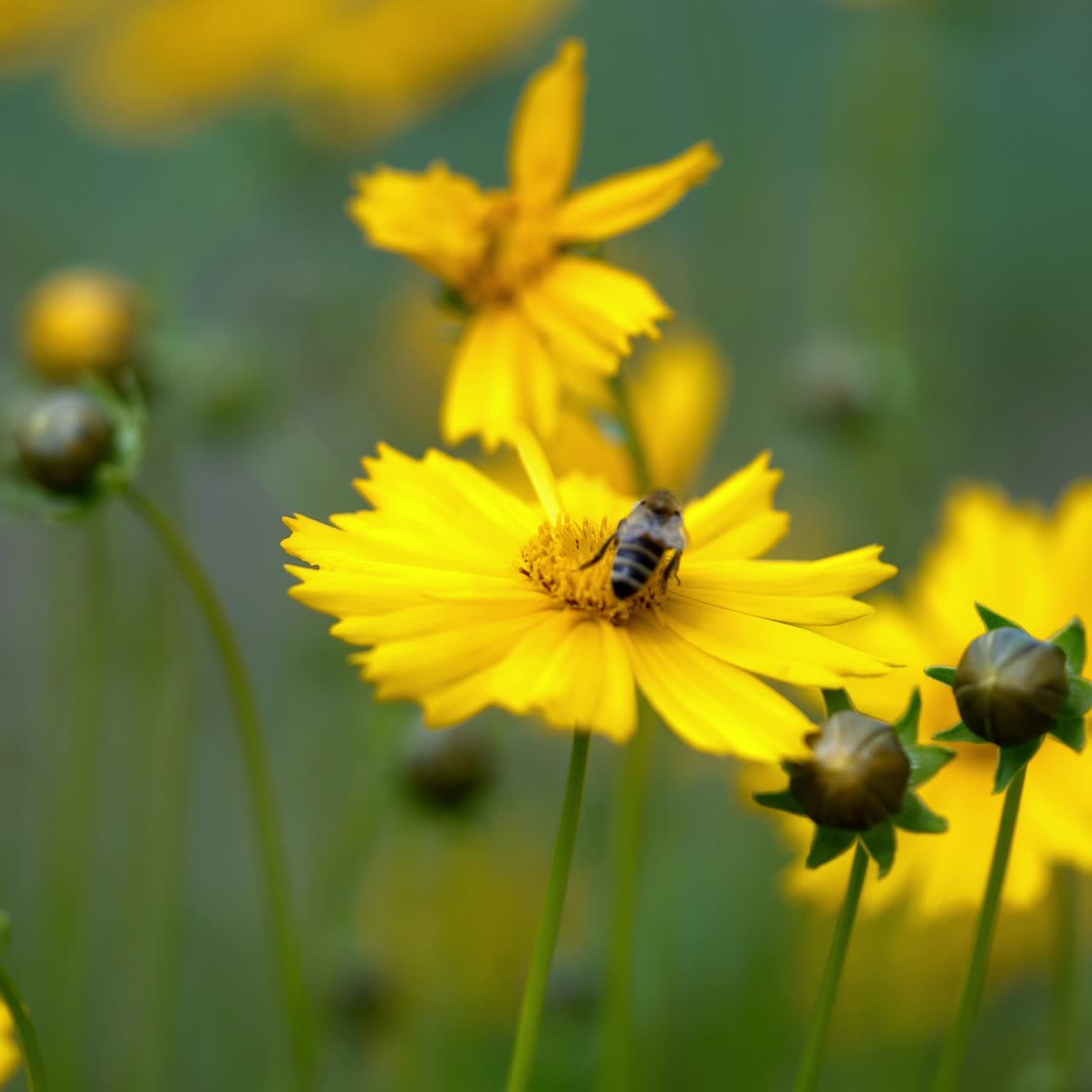 Ape da miele che raccoglie polline su un fiore giallo brillante. Coreopsis