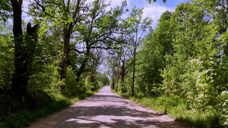 remote rural road through dense trees near skujene village in latvia