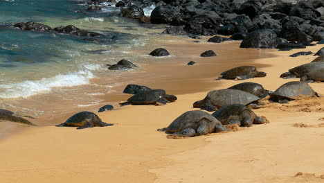Footage-of-sea-turtles-on-Ho'okipa-Beach,-on-the-island-of-Maui,-Hawaii