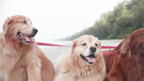 family golden retriever dogs resting on the beach in the morning