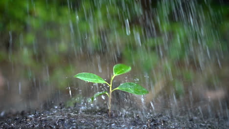 Zeitlupenaufnahme-Eines-Baumsprossens-Im-Regen.