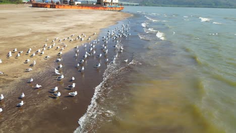 pájaros comiendo al lado de un río vista 360d