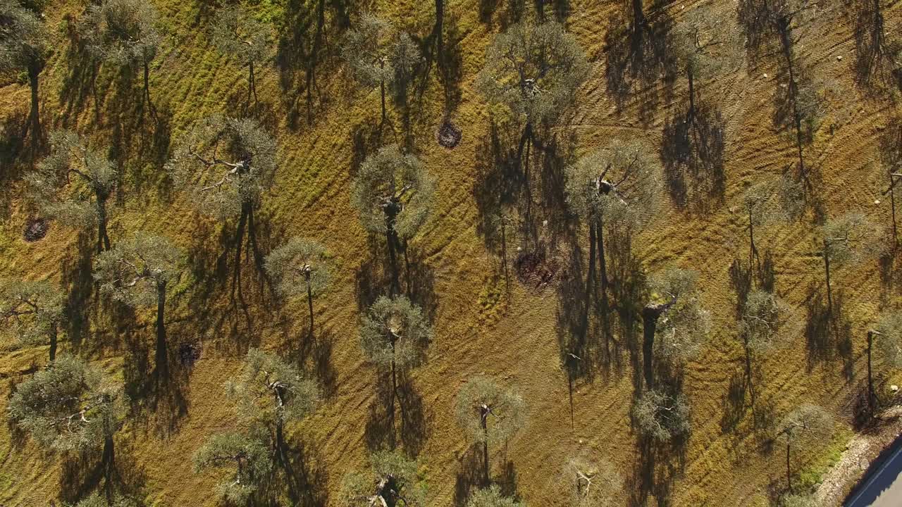 imágenes de drones de olivos en el campo agrícola