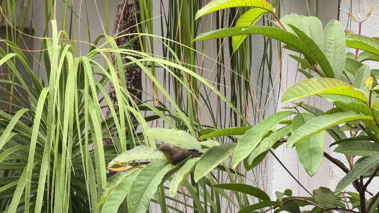 아름다운 암컷 올리브 백업 선버드, cinnyris jugularis는 나뭇잎에 있는 물방울을 가지고 놀고, 해가지기 전에 샤워하고 깃털을 청소하고, 말레이시아의 집 뒷마당에서 발견되었습니다.