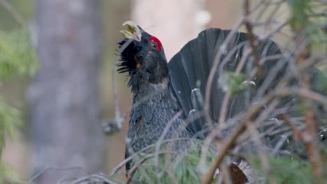 male western capercaillie roost on lek site in lekking season close up in pine forest morning light