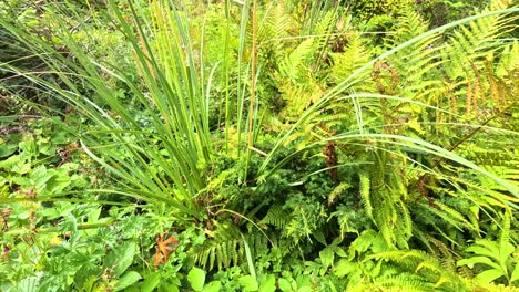 verde vibrante y helechos en un jardín escocés