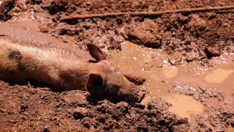 pig wallowing happily in a mud puddle