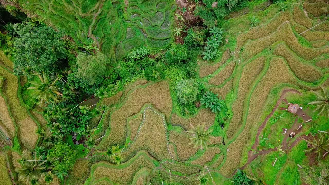 Rice terrace near Ubud in Bali, Indonesia