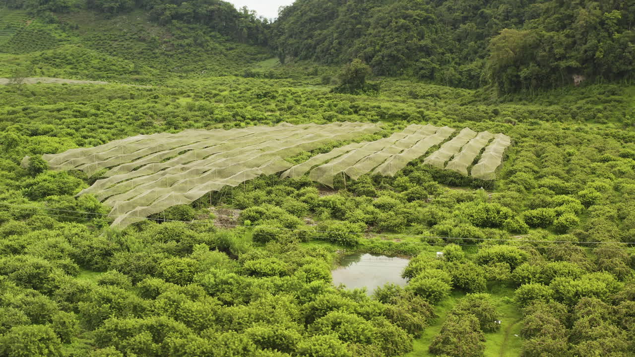 Aerial orbit the vibrant green fruit orchards and agricultural patterns of MoCha Farm in the scenic highlands of Mộc Châu, Vietnam, on a calm and misty morning