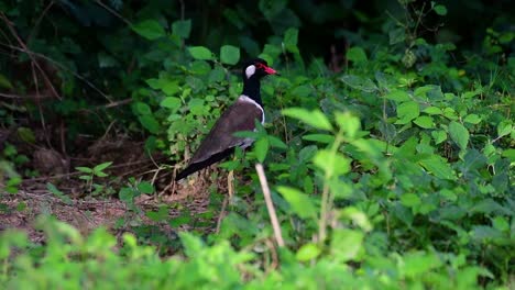 the red-wattled lapwing is one of the most common birds of thailand