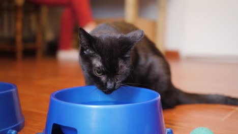 black cat drinking water from the bowl