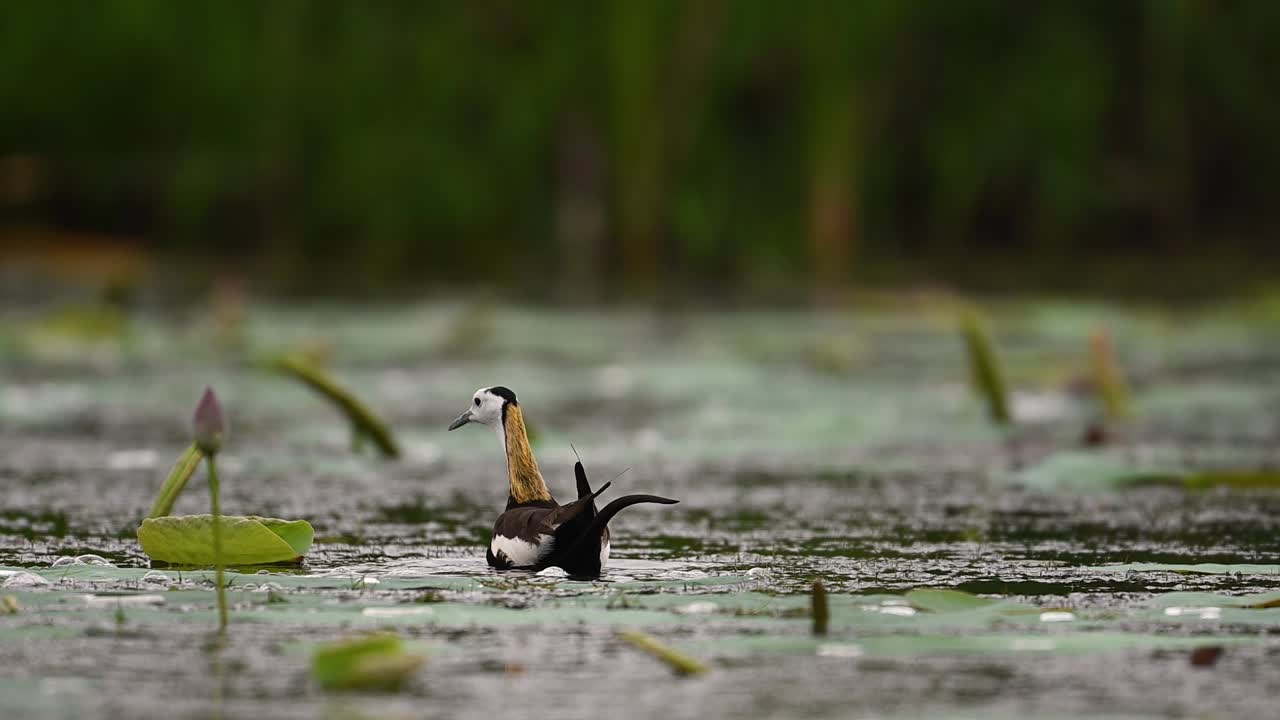 Detailed view of elegant Jacana bird in tropical water lily wetland habitat