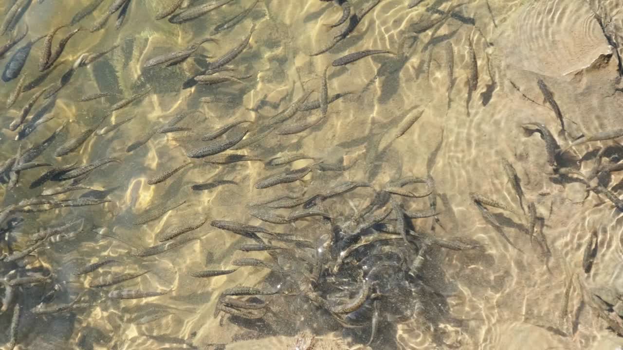 Grande cardume de peixes pequenos nada perto da superfície da água e come pão no lago