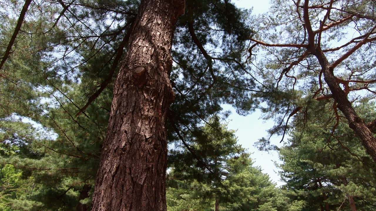 Tilt up shot of tree from ground to upper branches with sky and sun in background
