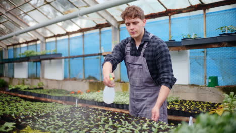 joven agricultor regando plántulas en el invernadero