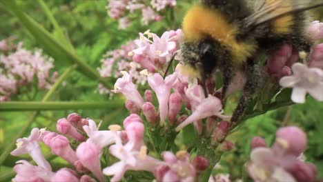 Bumblebee-collects-nectar-from-the-flower.-Close-up-macro.