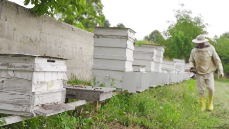 Beekeeping-and-honey-production.